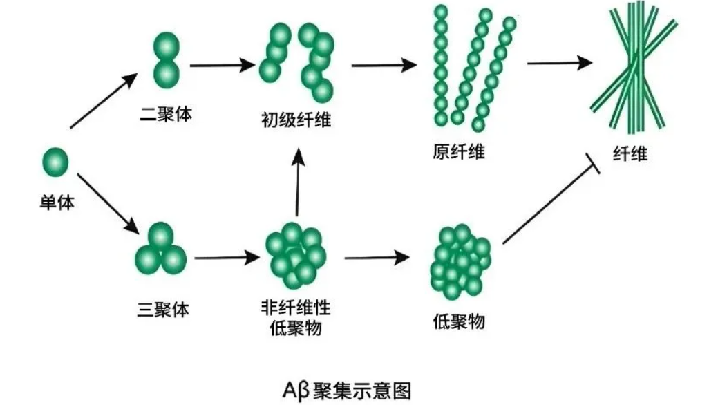Aβ斑块不是真凶？幕后 “另有其人”？阿尔茨海默病致病机制的世纪之辩